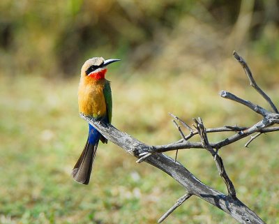 bee-eater. Letaba