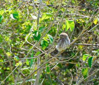 small Owl. Letaba restcamp