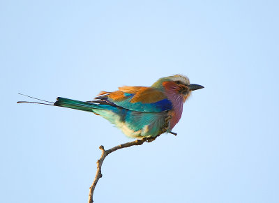 Lilac breasted Roller.Letaba