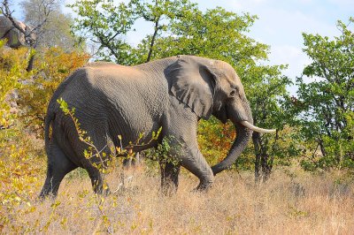 Africa elephant . Letaba-Phalaborwa