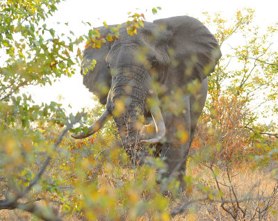 Africa elephant . Letaba-Phalaborwa