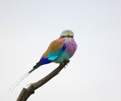 Lilac-breasted Roller.Letaba-Mopani