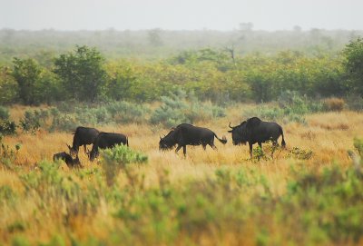 Wildebeests .Letaba-Mopani