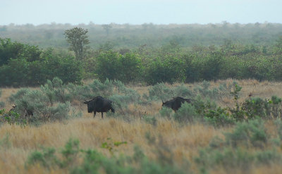 Wildebeests .Letaba-Mopani