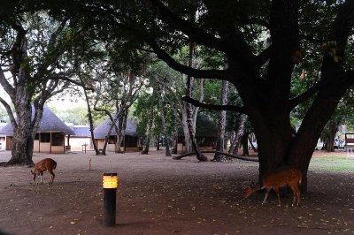 early morning at Letaba restcamp
