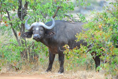 wild buffalo . Letaba-Mopani