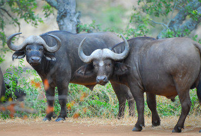 wild buffalos.Letaba-Mopani