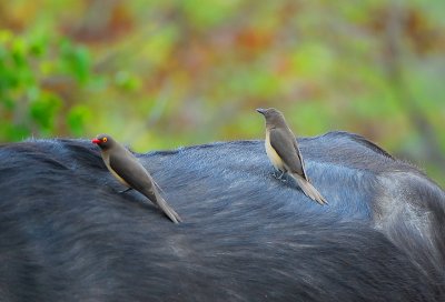 Red billed Oxpeckers . .Letaba-Mopani