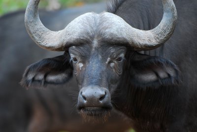 wild Buffalo . Letaba-Mopani