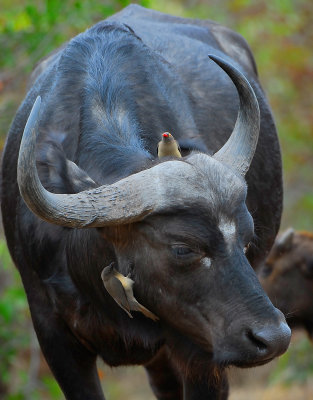  Buffalo and Oxpecker .Letaba-Mopani