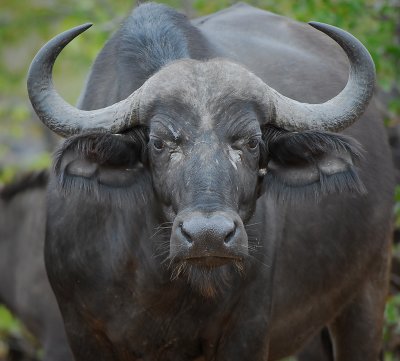 wild Buffalo .Letaba-Mopani