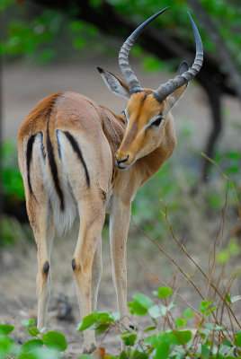 male Impala . Letaba - Mopani