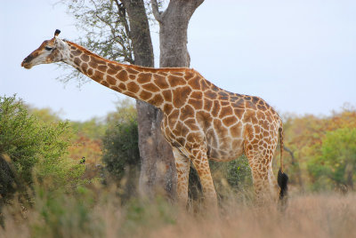 Giraffe .Letaba - Mopani