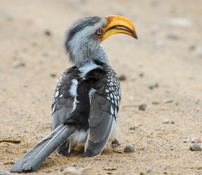 Yellow billed Hornbill. Letaba - Mopani