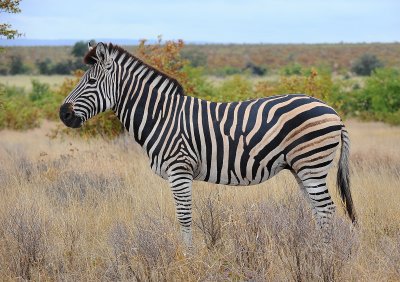 Zebra . Letaba - Mopani