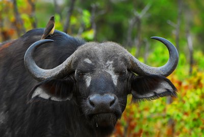 Buffalo and Oxpecker.Letaba - Mopani