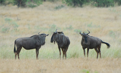 Wildebeests . Mopani