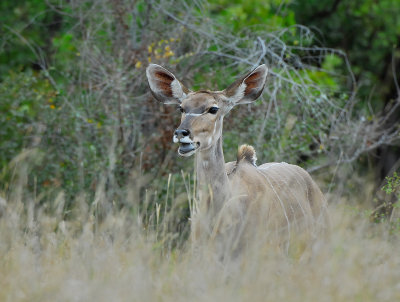 female Kudu . Mopani