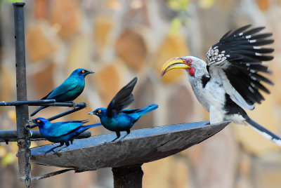 Starling and Hornbill . Mopani campsite
