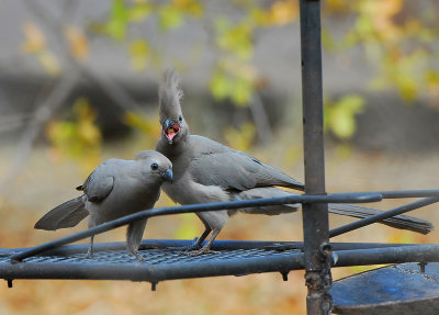 Grey go away bird.Mopani campsite