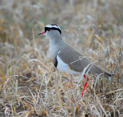 crowned Lapwing