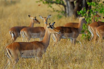 female Impalas