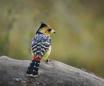 Red and Yellow Barbet