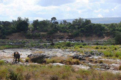 Elephants at Letaba river