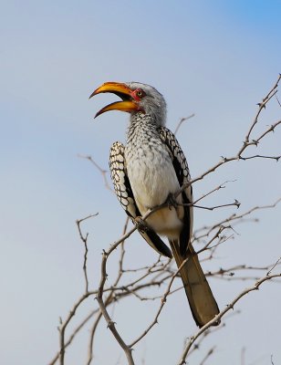 Yellow billed Hornbill