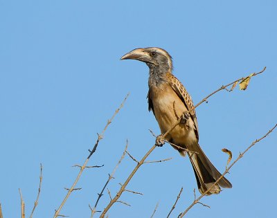 Grey -billed hornbill