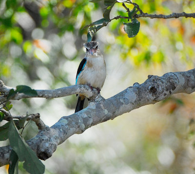 Grey-headed Kingfisher.Satara