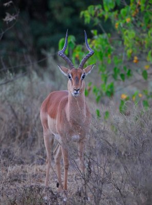 Male Impala