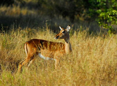 female Impala
