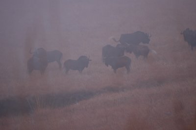 Black Wildebeests of Golden gate park