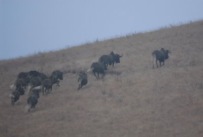 Black Wildebeests