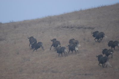 Black Wildebeests