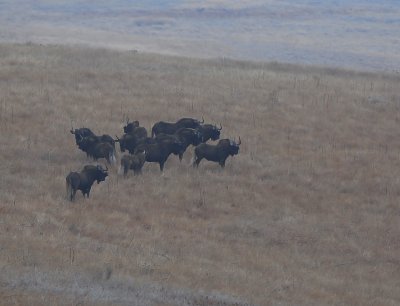 Black Wildebeests