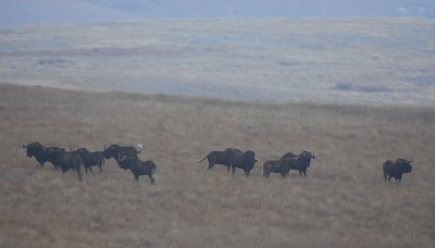 Black Wildebeests