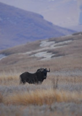 Black Wildebeest