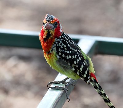 red and yellow barbet at Manyara NP