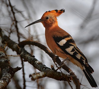 Africa Hoopoe. Serengeti NP