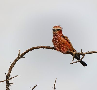 purple Roller.Serengeti