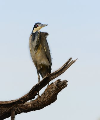 blue Heron.Serengeti