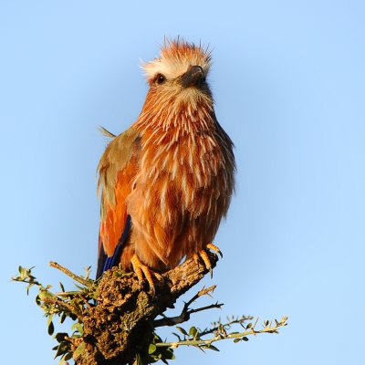 purple Roller. Serengeti