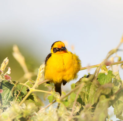 masked Weaver.Ngorongoro NP