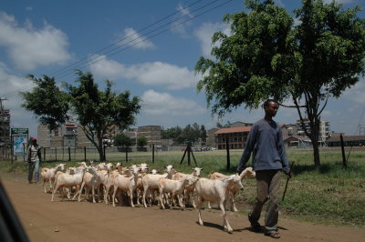 Herds of goats are seen everywhere walking through the streets
