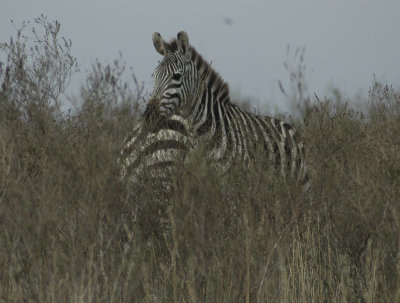 DSC_0058DSC_0058.JPG