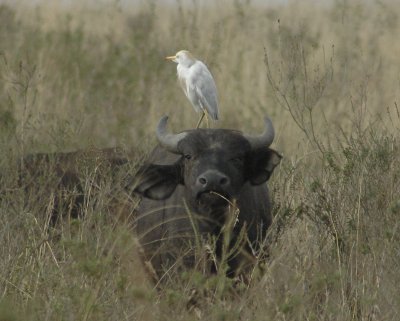 White bird on African Water Buffalo