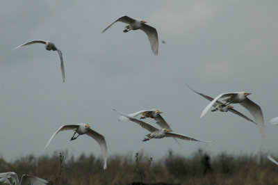 Birds flying in to land on the Water Buffalo