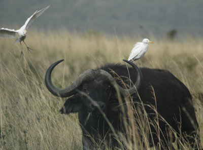African Water Buffalo and White Birds